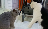 猫咪为什么要抢食物喝水