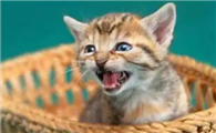 猫咪到新家为什么老叫唤呢