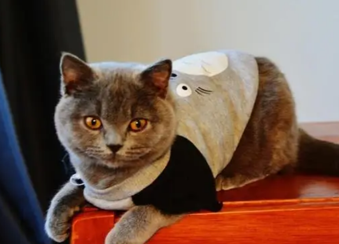 蓝猫的寿命一般多长时间