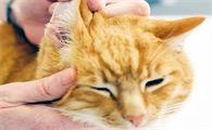 猫耳朵怎么清理干净