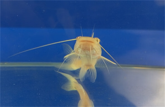 金丝猫鱼生长环境是怎么样的? 金丝猫鱼生长环境是怎么样的?