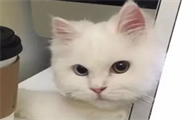 猫咪为什么不能进猫门店呢