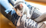 猫咪老是咬鞋带是为什么呢