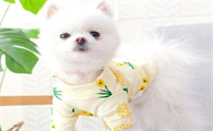 为什么摸狗的头狗会很舒服