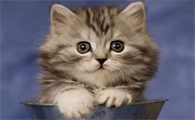 皮堡斯小猫国内有卖吗