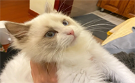 猫咪为什么对着沙发攻击呢