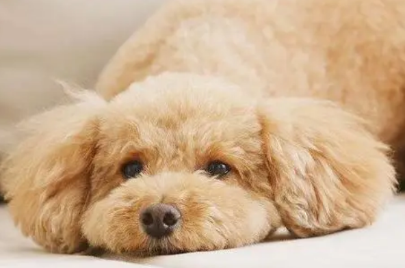 贵宾犬抑郁是怎么样的呢