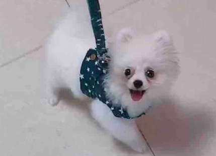 德丰Dog's life宠物用品好吗？想知道的看过来