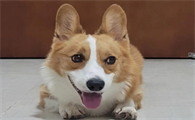 为什么狗粮臭狗狗不吃什么原因