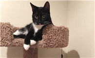 四蹄踏雪猫是招财猫吗