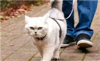 猫咪为什么每天都会溜弯呢