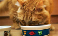 猫咪为什么喜欢刷碗呢？