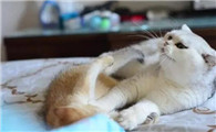 猫为什么回舔床单啊
