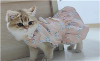 猫咪为什么喜欢衣服呢