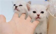 星期猫最明显的特征