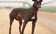 格力犬图片以及价格表大全