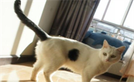 猫咪为什么会黑尾巴呢