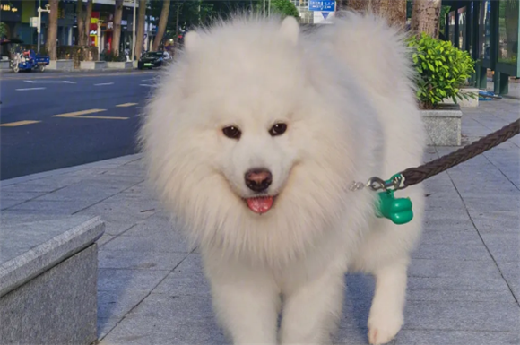 萨摩耶怎么样才像是认主了