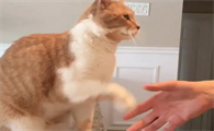 猫咪可以教它握手吗为什么
