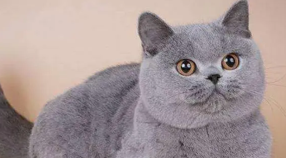蓝猫的寿命有多长呢 蓝猫的寿命有多长呢