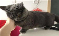 猫的头为什么蹭主人呢