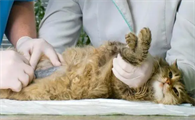 猫咪尿闭前期症状有哪些表现