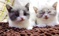 英短三花猫一般多少钱一只