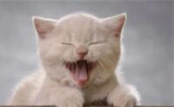 猫咪不吃东西是怎么回事