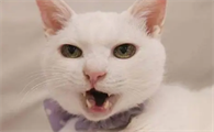 猫喵喵叫是什么意思呀