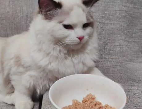 猫生罐养猫罐头怎么样