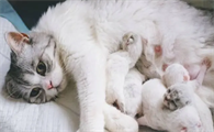 怎么样知道猫要生产了呢