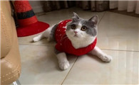 为什么要给猫穿脱毛衣呢