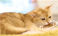 猫咪软便吃完益生菌后更严重了怎么办呢？
