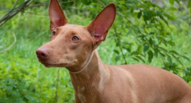 依比沙猎犬介绍！