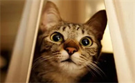 猫咪受伤为什么舔伤口有用吗