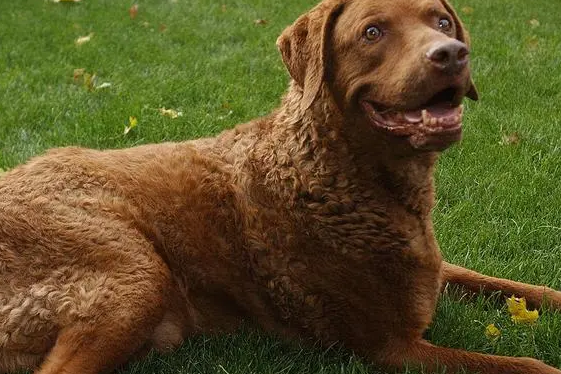 霍夫瓦尔特犬和金毛的区别在哪？感兴趣的来看看吧