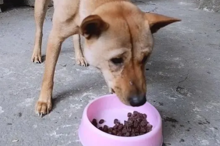如何让土狗的饮食变纯狗粮呢 如何让土狗的饮食变纯狗粮呢