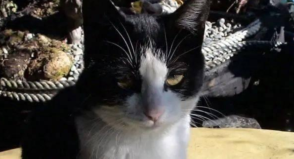 流浪猫为报恩，在危难之时拯救了男主人一命