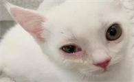 猫咪眼角有分泌物，有点红是正常的吗？