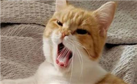猫咪为什么晚上睡觉要叫唤啊