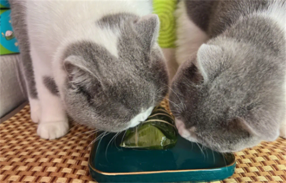 端午猫是什么猫和什么猫配的？很稀有吗？