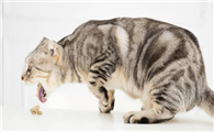 猫咪为什么呕吐呢