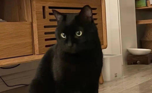 玄猫是什么品种猫-宠物网