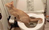猫咪老是蹲厕所是为什么啊
