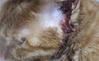 猫咪伤口露肉可以自愈吗