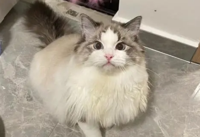 山猫布偶是什么猫配出来的 山猫布偶是什么猫配出来的