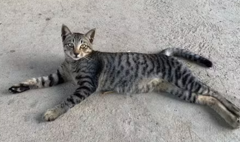 狸花猫性格好吗值得养吗