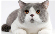 猫咪不用麻醉针了呢？为什么