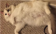 猫咪肚子叫发抖是为什么呢