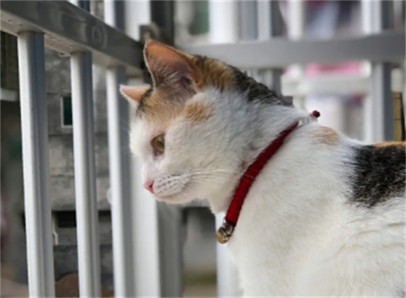 田园三花猫，果真是“宝藏猫咪”，养过的人都说好！